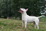 BULL TERRIER MINIATURE 095